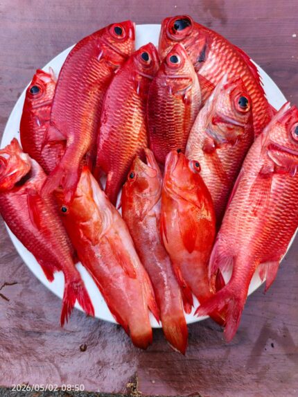 Ikan Mangael Merah