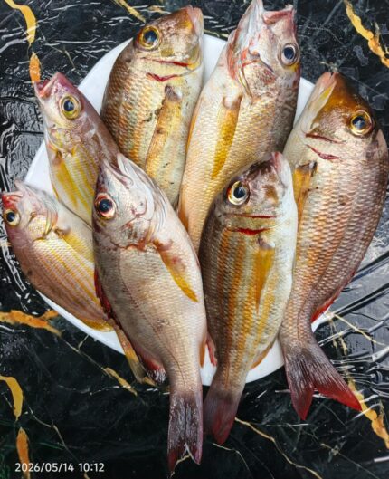 Ikan Mangael