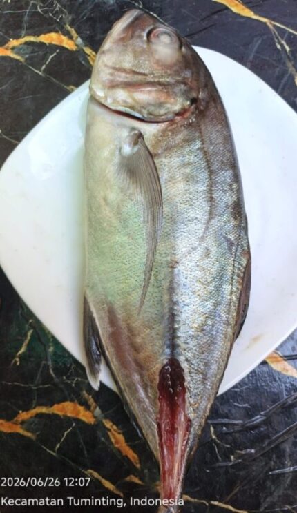 Ikan Bobara laut