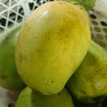 Mangga Gadung