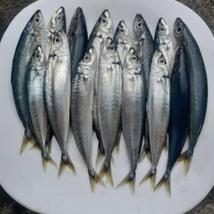Ikan Malalugis