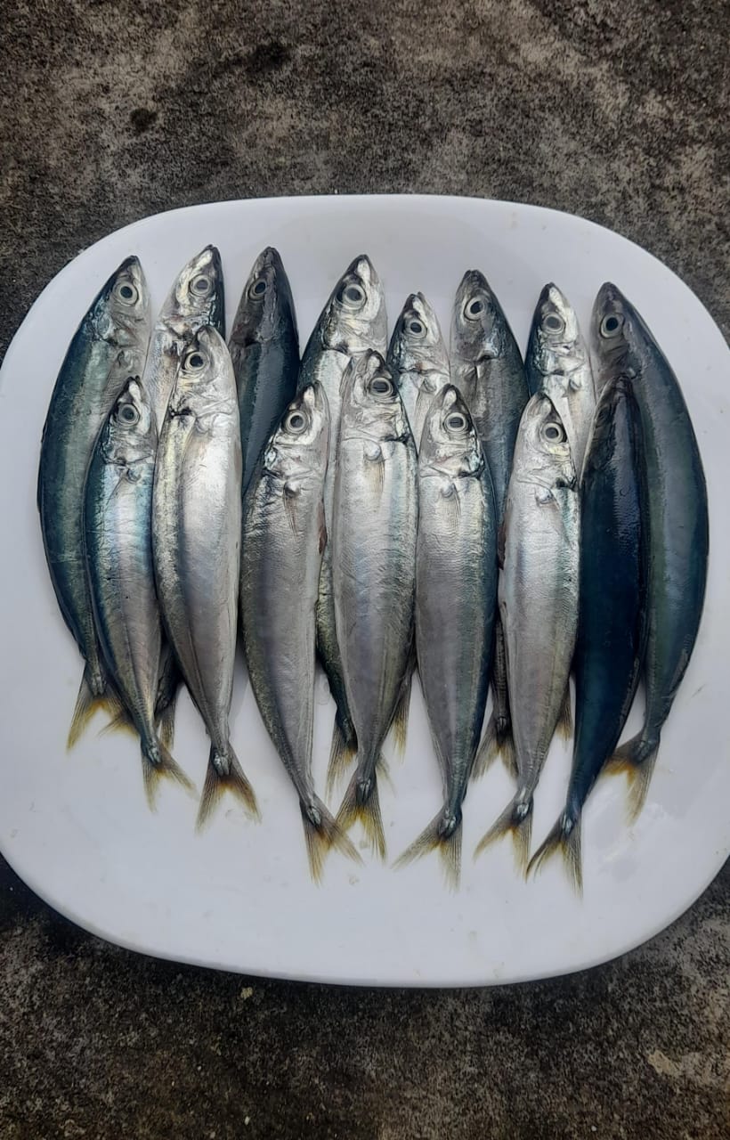 Ikan Malalugis