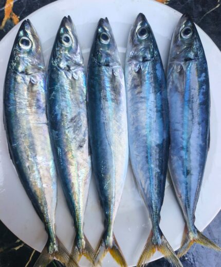 Ikan Malalugis