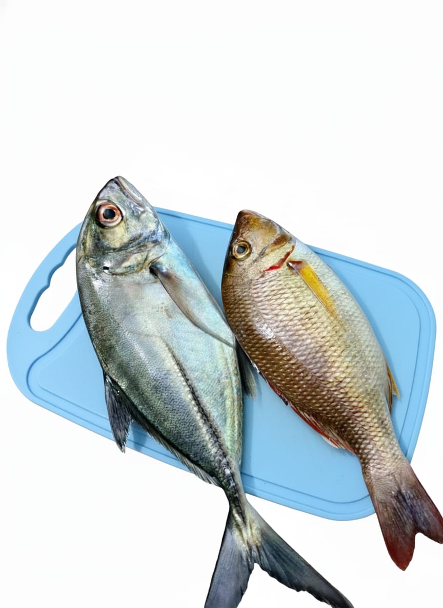 Ikan Mangael