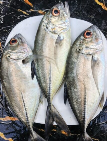 Ikan Bobara laut