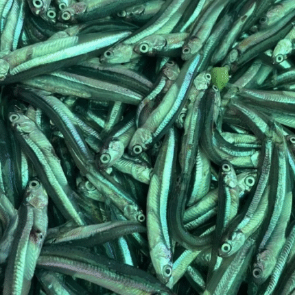 Ikan Teri Basah
