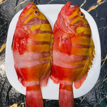 Ikan Kerapu