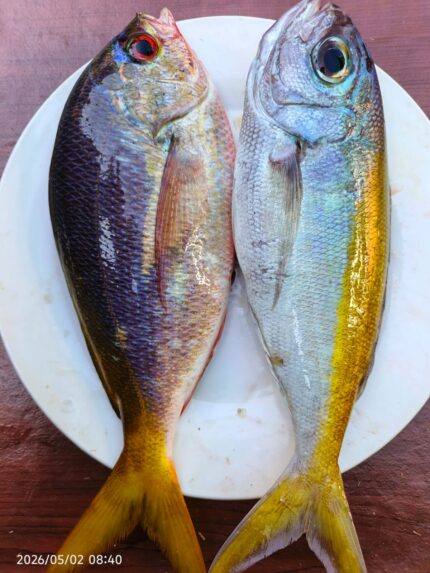 Ikan Lolosi Papan