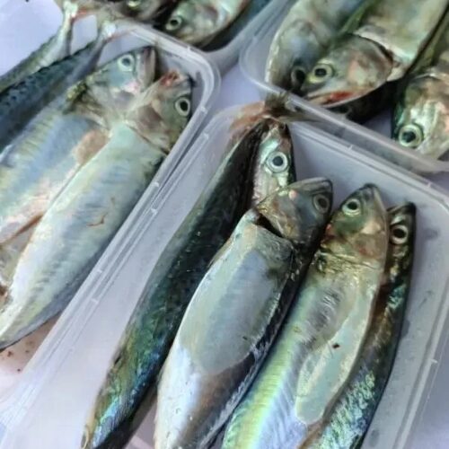 ikan lehoma